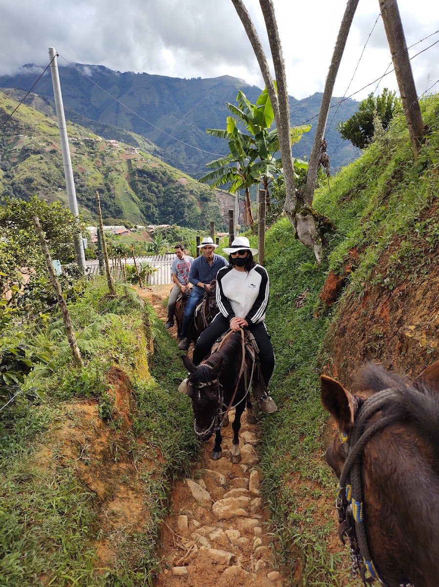 Working coffee farm finca outside Medellín